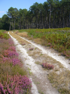 forêt_de_pin_02_Sébastien_CARLIER.jpg