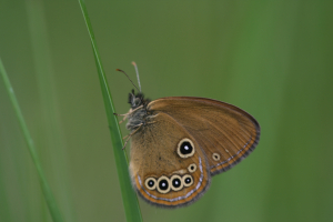 Papillon_Fadet_des_laîches_03_David_SAUTET_PNRLG.jpg