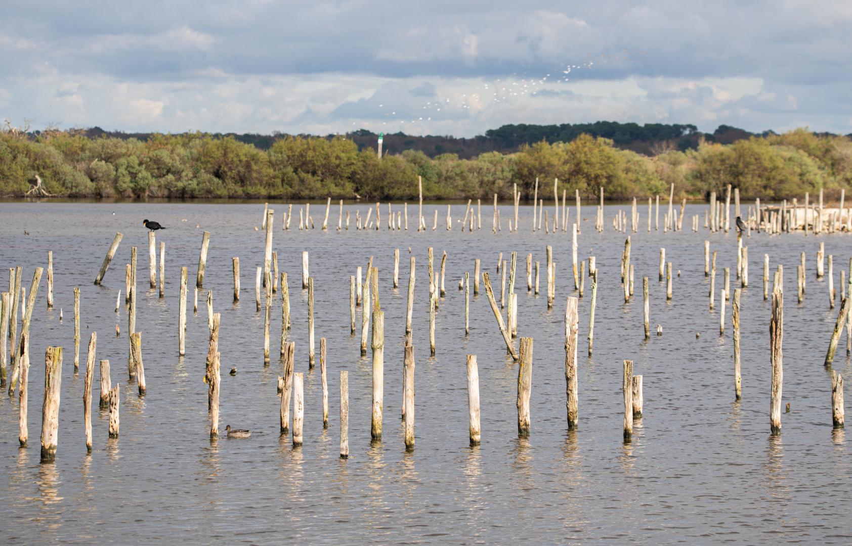 Réserve_Ornithologique_du_Teich_53_Marion_DAL_BELLO_PNRLG.jpg