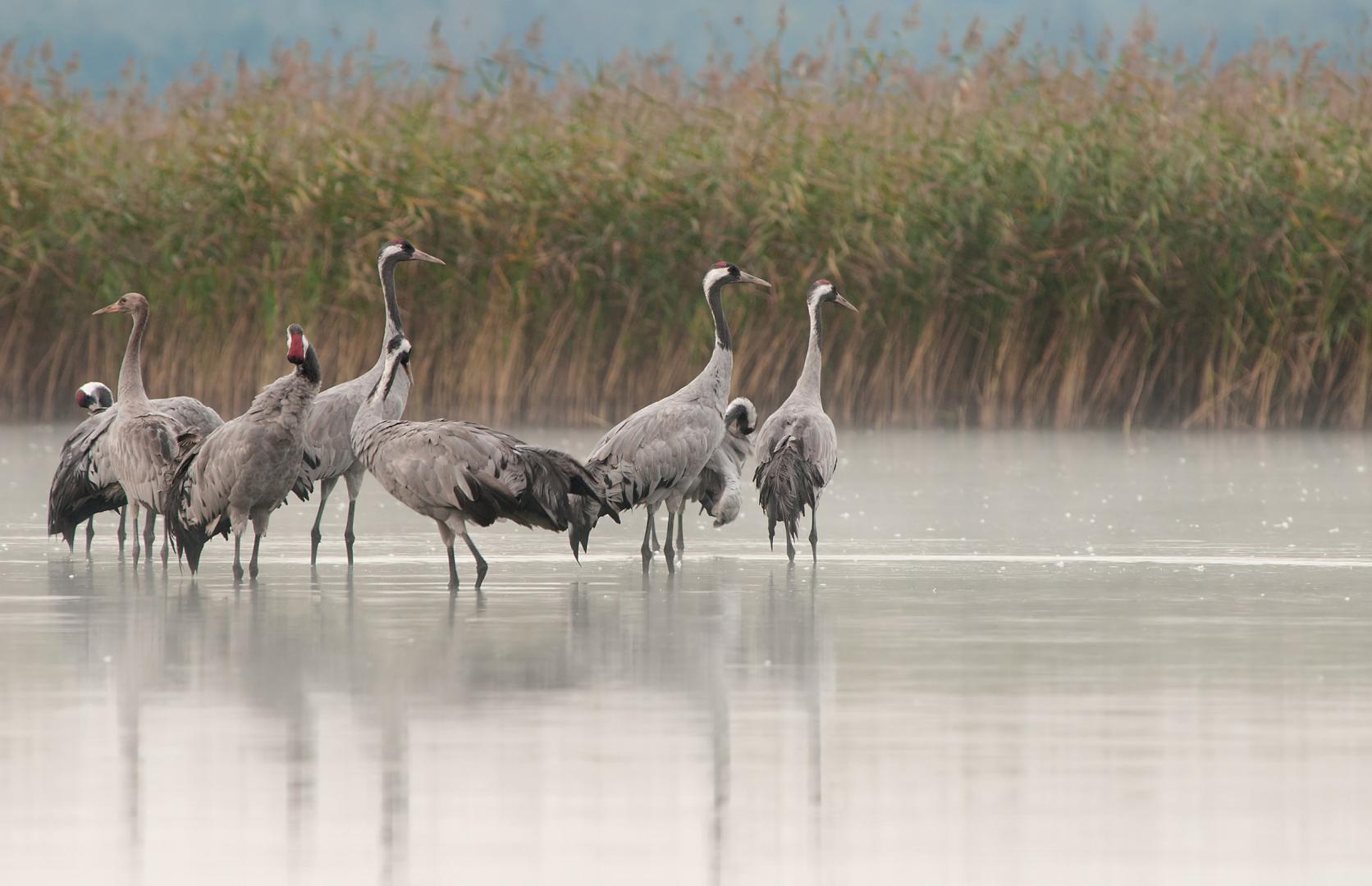 Oiseau_Grue_cendrée_50_AdobeStock_PNRLG.jpg