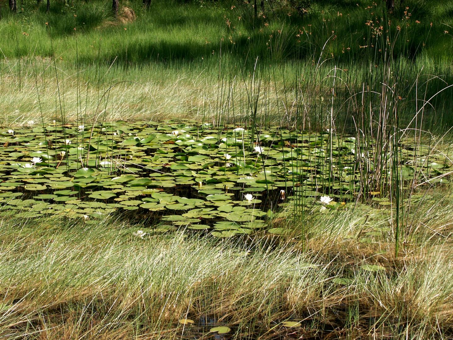 Lagune_45_PHOTO_NATURE_33_PNRLG.jpg